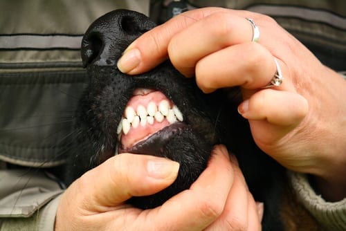 From A Vet: 10 Early Warning Signs Of Canine Cancer