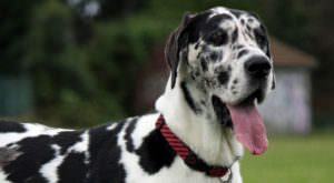 Improve Your Great Dane’s Skin & Coat With This One Simple Hack