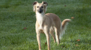 Improve Your Greyhound’s Skin & Coat With This One Simple Hack
