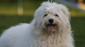 Improve Your Havanese’s Skin & Coat With This One Simple Hack