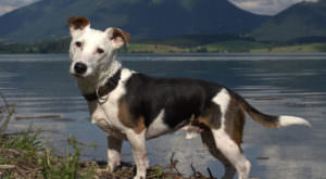 Improve Your Jack Russell’s Skin & Coat With This One Simple Hack