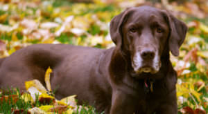 Improve Your Lab’s Skin & Coat With This One Simple Hack
