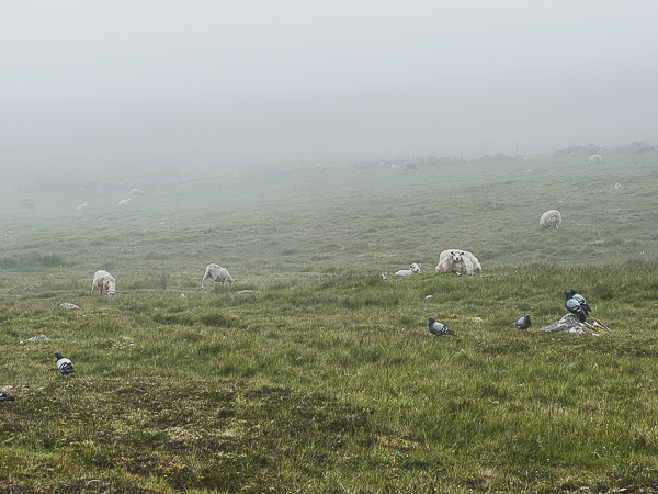 Fog, No Fog, Then Fog