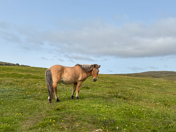 Greasy Forelocks and Manes
