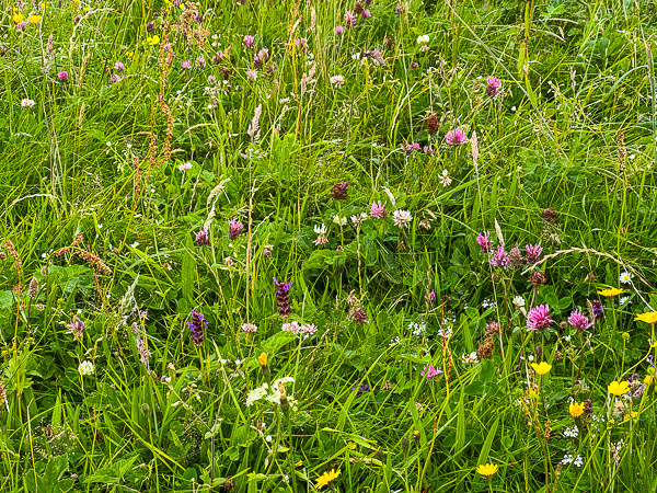 Back to Dog Walks in the Flowers