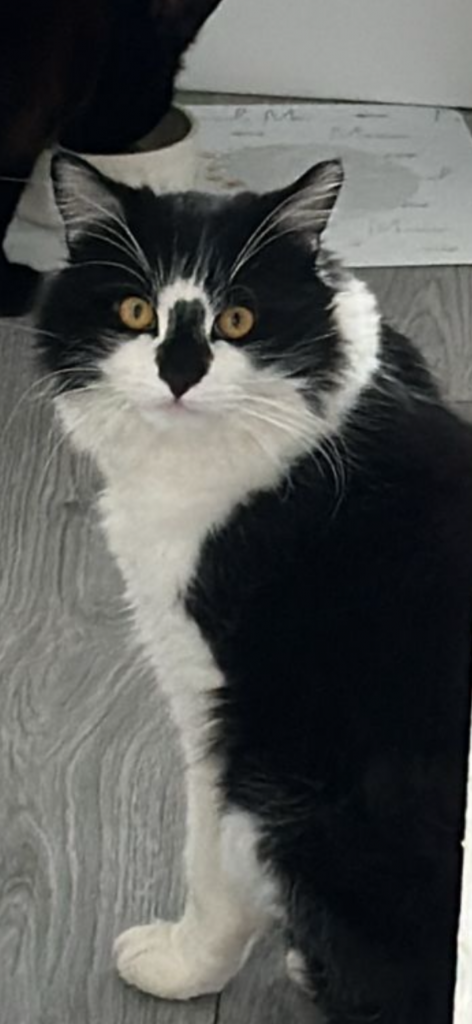 OZZY
