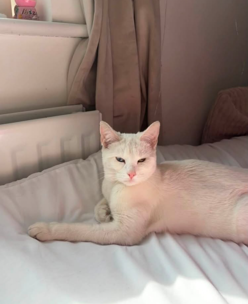 PEARL