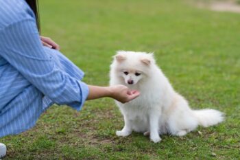 Best Pill Pockets for Pomeranians