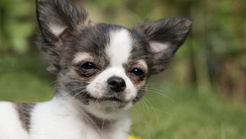 12 Ultimate Clingy Dog Breeds: Countdown the Dogs That Stick To You Like Glue