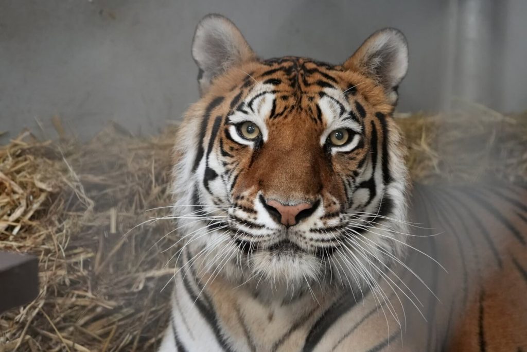 Rescued From Exploiter Ring, Tigers Are Relishing Sanctuary Life