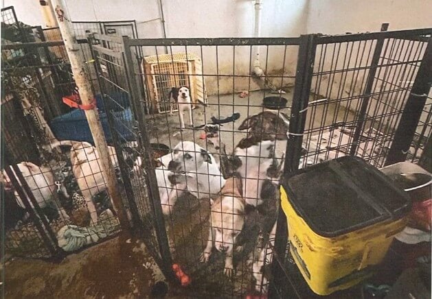 Shelters Shipped These Dogs and Cats to ‘Rescues.’ Hundreds Were Shot, Starved, or Left to Rot.