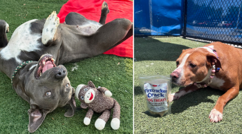 iHeartDogs Hero VIP Club Members & Supporters Gave Shelter Dogs a Brighter Summer