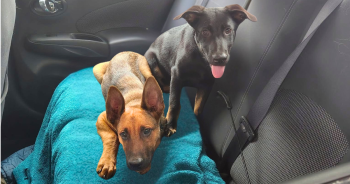 Ellie & Jett Were Under The Gun. Thanks To You, They’re Headed Toward Hope.