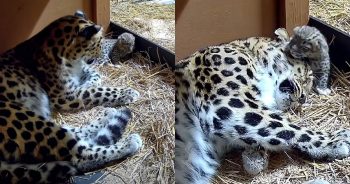 Historic First as Rare Amur Leopard Cub Is Born at Cleveland Zoo