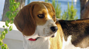 Improve Your Beagle’s Skin & Coat With This One Simple Hack