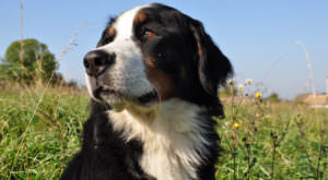 Improve Your Bernese Mountain Dog’s Skin & Coat With This One Simple Hack