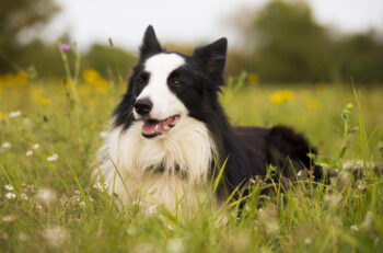 10 Best Supplements for a Senior Border Collie