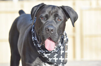 10 Best Supplements for a Senior Cane Corso