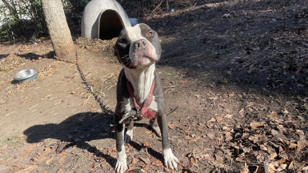 His Owner Had ONE Job. He Failed Miserably, So PETA Stepped In