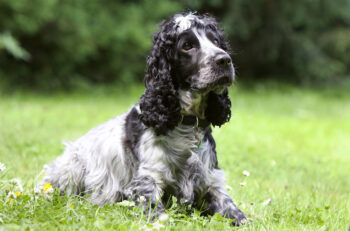 10 Best Supplements for a Senior Cocker Spaniel