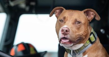 Firefighters Adopt Dog After Homeless Veteran Makes Heartbreaking Choice