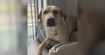 Her Ex Surrendered Their Dog. She Drove 8 Hours to Get Him Back.