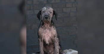 Roadside Rescue Puppy Finds Healing and Love After a Difficult Start