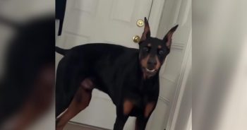 Terrified Shelter Dog Waited 763 Days for the One Person Who Wouldn’t Give Up