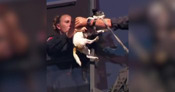 Missing Dog Survives Two Days on a 13-Story Ledge Before Dramatic Rescue
