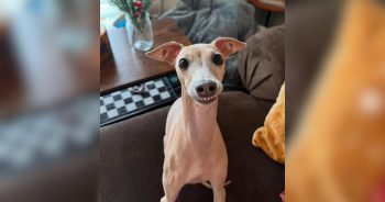 The Dog One Family Couldn’t Keep Became Someone Else’s Greatest Joy