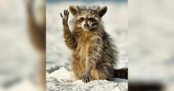 Check Out the Funniest Comedy Wildlife Award Photos of the Last Decade