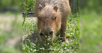 Ever Wonder What a Capybara Does All Day? Meet Pumpkin and Find Out.