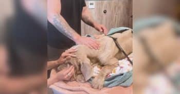 Mastiff Left the Sanctuary Healthy and Happy. She Returned in Critical Condition