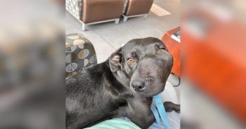 Dog’s Crooked Smile Hid a Rare Condition, but Not Her Beautiful Spirit