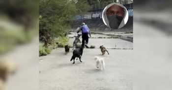 Pack of Dogs Chases Off Man Accused of Attacking Two Women