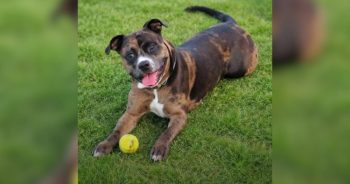 Think You Have the Cutest Pet? Here’s Your Chance to Prove It