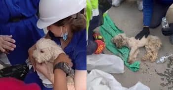 Dog Trapped Beneath Earthquake Rubble for 29 Days Defies the Odds