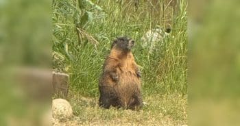 Get Ready for Fat Marmot Week!