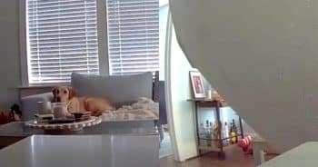 Ring Camera Captures Dog’s Incredible Escape Moments Before Ceiling Collapses