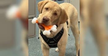 K-9 Officer Solves Stuffed Animal Murder After Becoming the Prime Suspect Himself