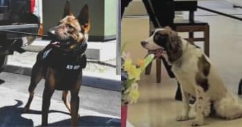 K-9 Officer Charged Following Deaths of Two Police Dogs Left in Hot Cruiser