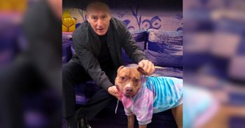 Bob Odenkirk Had a Dream Date With an Adoptable Shelter Dog