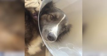 Dog Spent a Year Fighting for Her Life After Drinking From Neighborhood Lake