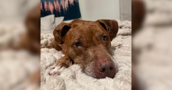 Senior Dog Has Spent 144 Days in the Shelter Wondering When It Will Be Her Turn