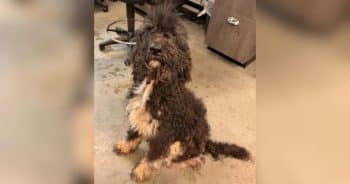Severely Matted Poodle Finally Feels Relief After Three-Hour Grooming