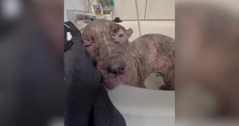 Abandoned Puppy Who Looked Like an Old Man Finally Gets to Be Young