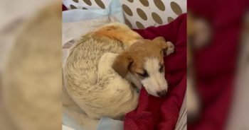 Found Barely Clinging to Life, Now This Puppy Can’t Stop Playing