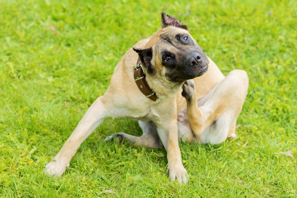 Senior Dog Constantly Scratching? Here’s How to Help