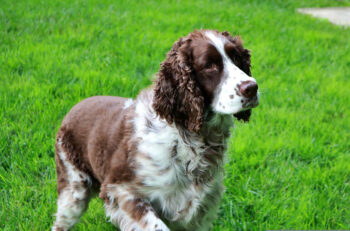 10 Best Supplements for a Senior English Springer Spaniel