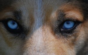 5 Ways To Keep Your Dog’s Eyes Healthy